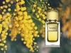 Velvet Mimosa Bloom – аромат 2016 года